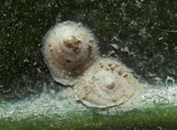 כנימות מגן Diaspididae